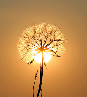 Whatsapp White Dandelion Flower wallpaper — Vivo X Fold Picha ya Ukuta