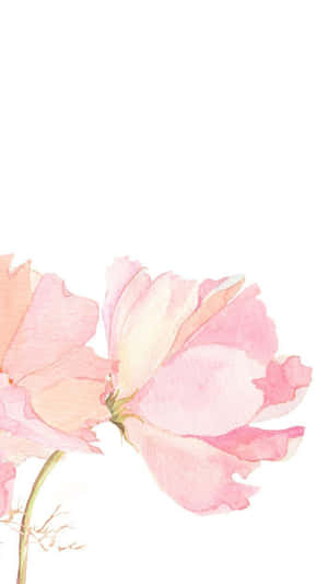 Pink Floral — Pink Floral Picha ya Ukuta