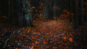 Miti yenye majani ya mwisho ya rangi ya chungwa yaliyowekwa chini katika autumn wallpaper.