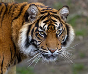 Picha za Tiger — Tiger Picha ya Ukuta