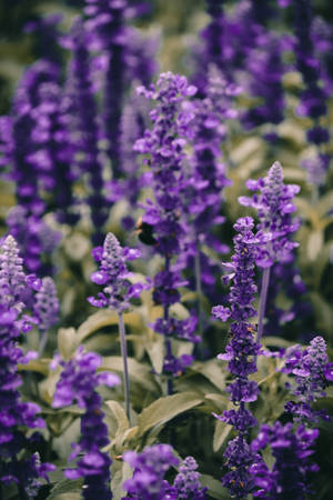 Lavender Aesthetic Maua ya Karibu