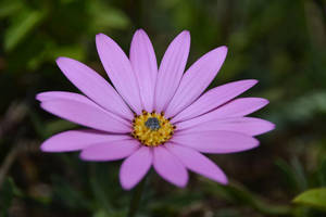 Lavender Aesthetic Daisy Katika Zambarau