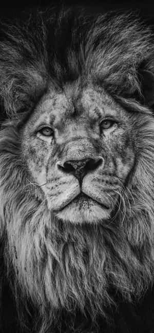 Lion background — Honor Play 60A Picha ya Ukuta