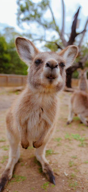 Little Joey Kangaroo wallpaper — iPhone 17 Pro Picha ya Ukuta