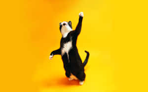 Macho wa Paka wa Kucheza Kwenye Mandhari ya Kikondo cha Njano.jpg — Katika dansi Picha ya Ukuta