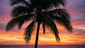 Silhouette ya kichwa cha kifaransa wakati wa macho juu ya bahari, wallpaper ya aesthetic ya majira ya kiangazi ya tropiki. — Mandhari ya kiangazi Picha ya Ukuta