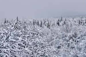 Picha za Anchorage Alaska — Theleji ya theluji Picha ya Ukuta