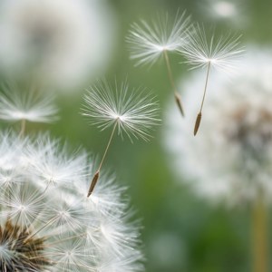 Mafuta ya dandelion yaweza kusafiri kwa upepo wa kusisimua, wa kusisimua. — Nyeupe aesthetic Picha ya Ukuta