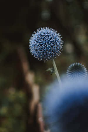 Mafuriko ya Bluu ya Dandelions kwa Simu — Huawei MatePad 11.5 (2025) Picha ya Ukuta
