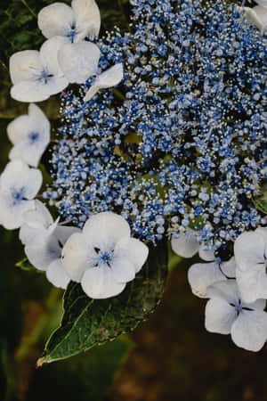Mafuriko ya Bluu ya Hydrangea Serrata kwa Simu — Huawei MatePad 11.5 (2025) Picha ya Ukuta
