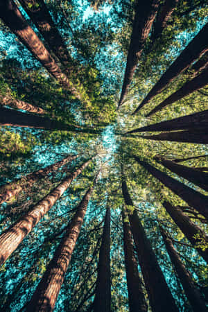 iPhone Background — Honor MagicPad 3 Picha ya Ukuta