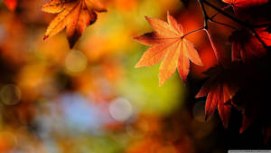 Maji ya maple ya rangi ya nyekundu na chungwa wakati wa msimu wa autumn.