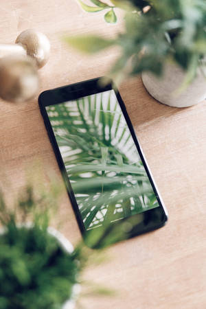 Maktaba ya iPhone na Mimea — Xiaomi Pad 9 Pro Picha ya Ukuta