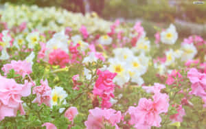 Mandhari ya Mwani Pinki — Pink Floral Picha ya Ukuta