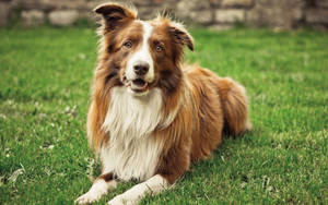 Dog laying on green grass and looking at you during Summer.