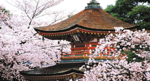 Picha za Japani — Japan GIF Picha ya Ukuta