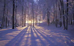 Mandhari ya Baridi — Winter Picha ya Ukuta
