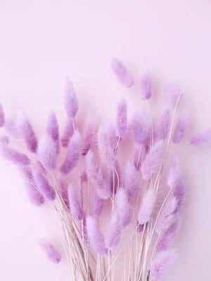 Mandhari ya Rangi ya Zambarau ya Pastel ya Lavender