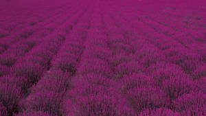 Mandhari ya Lavender ya Uwanja Mpana wa Vichaka