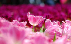 Mandhari ya Maua ya Pinki — Pink Floral Picha ya Ukuta