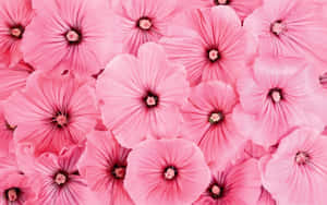 Mandhari ya Maua ya Pinki — Pink Floral Picha ya Ukuta