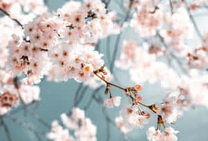 Mandhari ya Maua ya Cherry — Cherry blossom Picha ya Ukuta