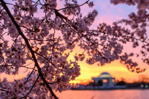 Mandhari ya Miti ya Sakura — Cherry blossom Picha ya Ukuta