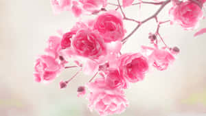 Mandhari ya Maua ya Pinki — Pink Floral Picha ya Ukuta