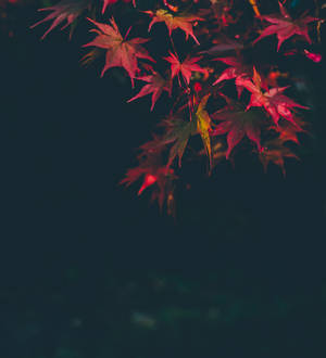 Pink Autumn Maple Leaves wallpaper. — Vivo X Fold3 Pro Picha ya Ukuta
