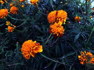 Marigold ya mwitu yanayomwanga wallpaper. — Magharibi Picha ya Ukuta