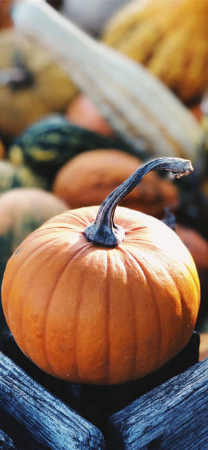 Pumpkin From The Market, Thanksgiving iPhone Image — iPhone 17 Picha ya Ukuta