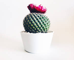 Mashariki ya Jangwa ya Kuvutia Juu ya Cactus