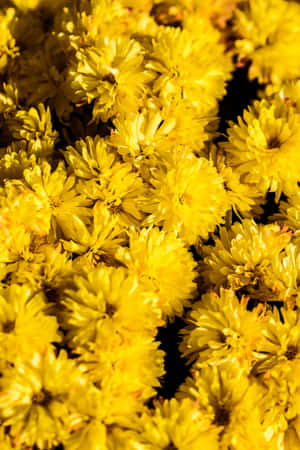 Maua Maridadi ya Pastel ya Chrysanthemum ya Njano — Njano pasteli Picha ya Ukuta