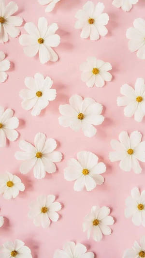 Maua meupe ya Daisy Pink