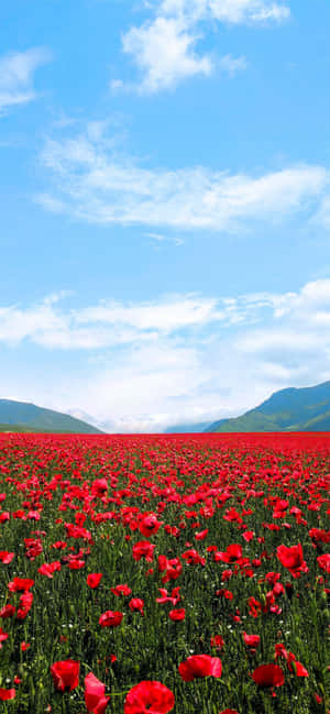 Red Flower Background — Honor Magic8 Picha ya Ukuta