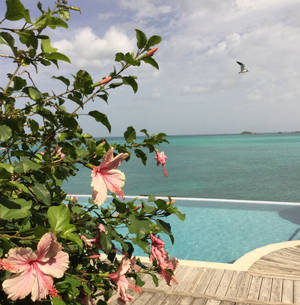 Maua Antigua na Barbuda wallpaper — Pixel Watch Picha ya Ukuta