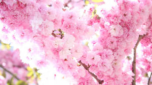 Maua ya spring pink ya spring wallpaper