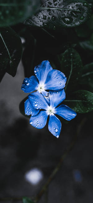 Plant Iphone — Galaxy A18 Picha ya Ukuta