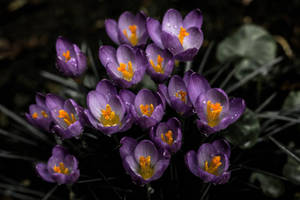 Maua ya Crocus ya Lavenda ya Urembo