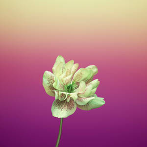 Maua ya Helleborus Orientalis ya Rangi ya Violet — 1:1 Picha ya Ukuta