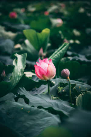 Maua ya Lotus Yanayomwembe Katika Kijiko cha Maji — Maua ya Lotus Picha ya Ukuta