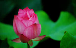 Picha za Maua ya Lotus — Maua ya Lotus Picha ya Ukuta