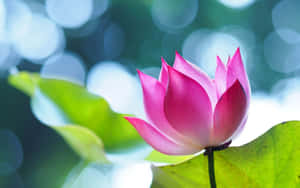 Maua ya Lotus Yanayovutia Yanayochipuka — Maua ya Lotus Picha ya Ukuta