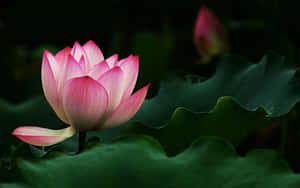 Maua ya Lotus Yanayomwamba Juu ya Maji ya Sawa — Maua ya Lotus Picha ya Ukuta