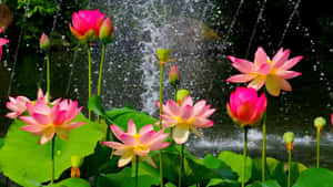 Maua ya Lotus ya Sawa kwenye Ziwa la Sawa — Maua ya Lotus Picha ya Ukuta
