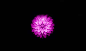 Maua ya Lotus Yanayombeleza — Maua ya Lotus Picha ya Ukuta