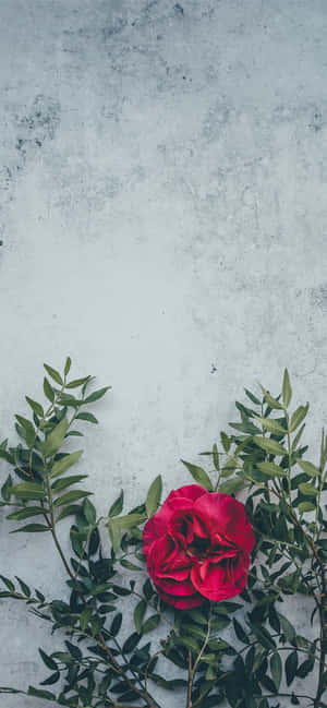 Red Flower Background — Redmi K100 Pro Max Picha ya Ukuta