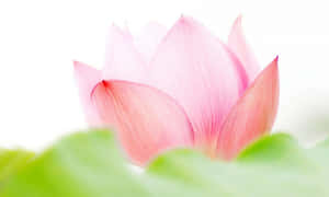 Maua ya Pink Lotus ya Kupendeza — Maua ya Lotus Picha ya Ukuta