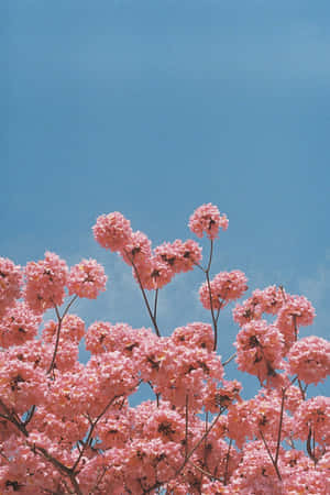 Maua ya Pinki
