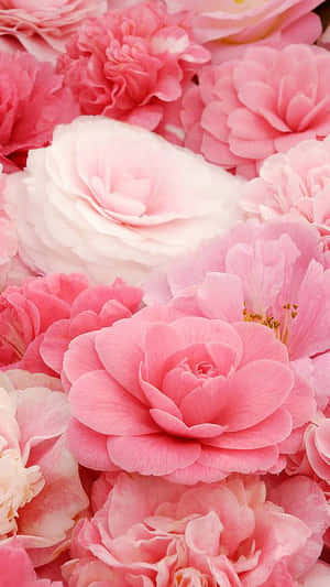 Maua ya Pinki